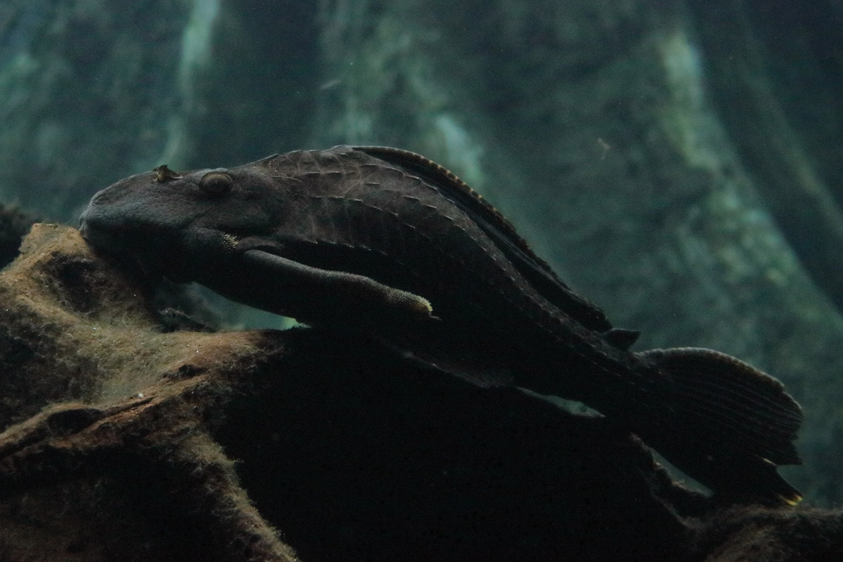 Fish ID (CosmoCaixa, Barcelona)