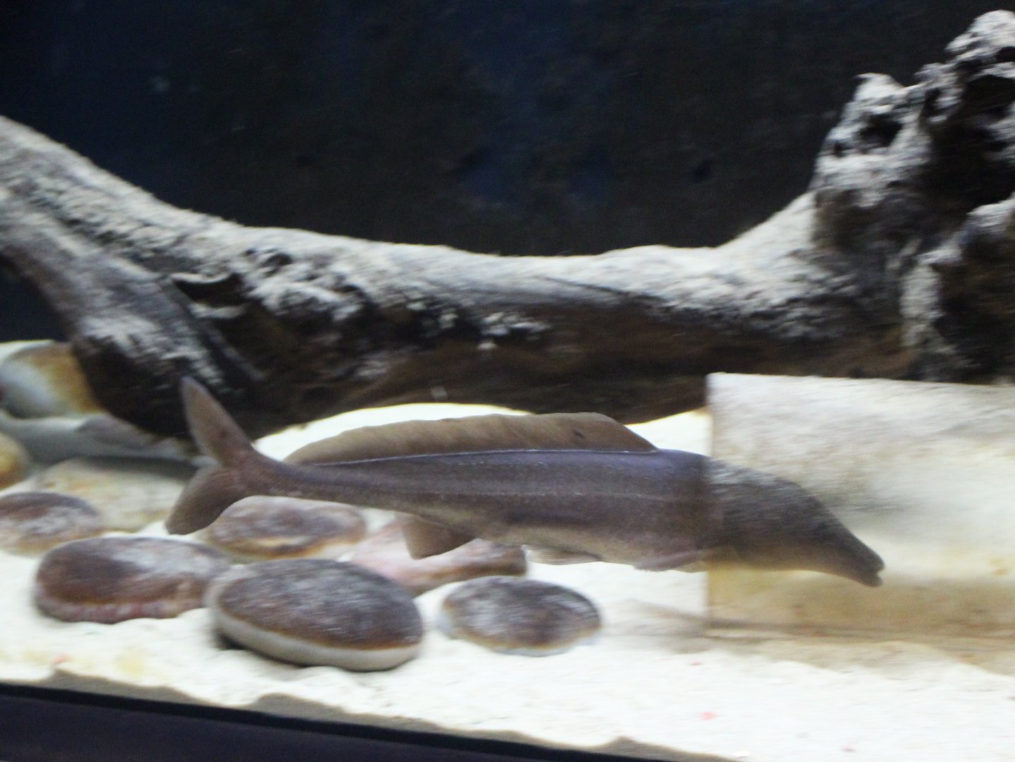 Fish ID ( electric species )