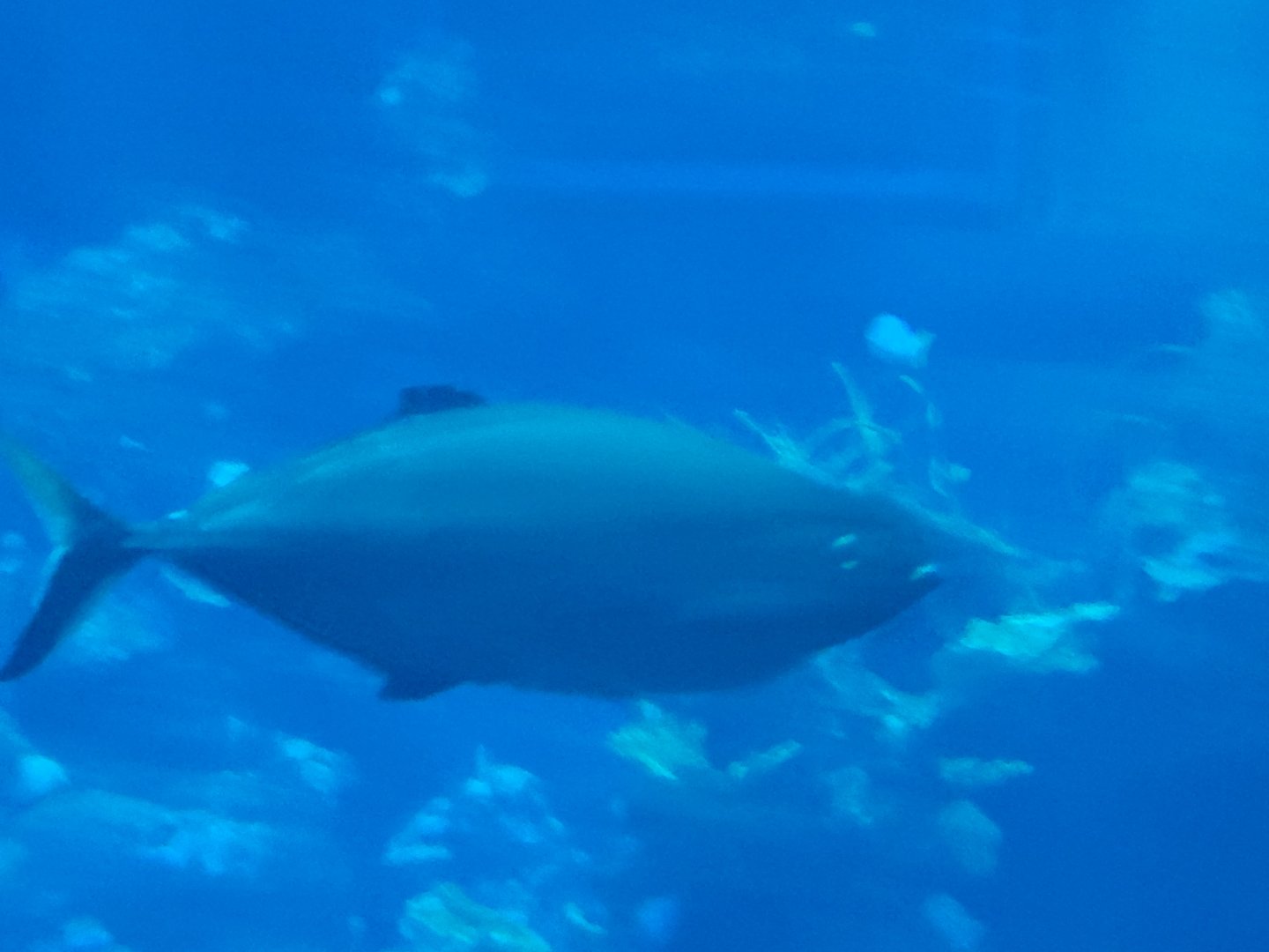 Fish id - Epcot Aquarium May 2024