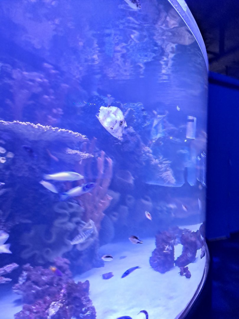 Fish ID? (Everyone here you can) (4/19/25)