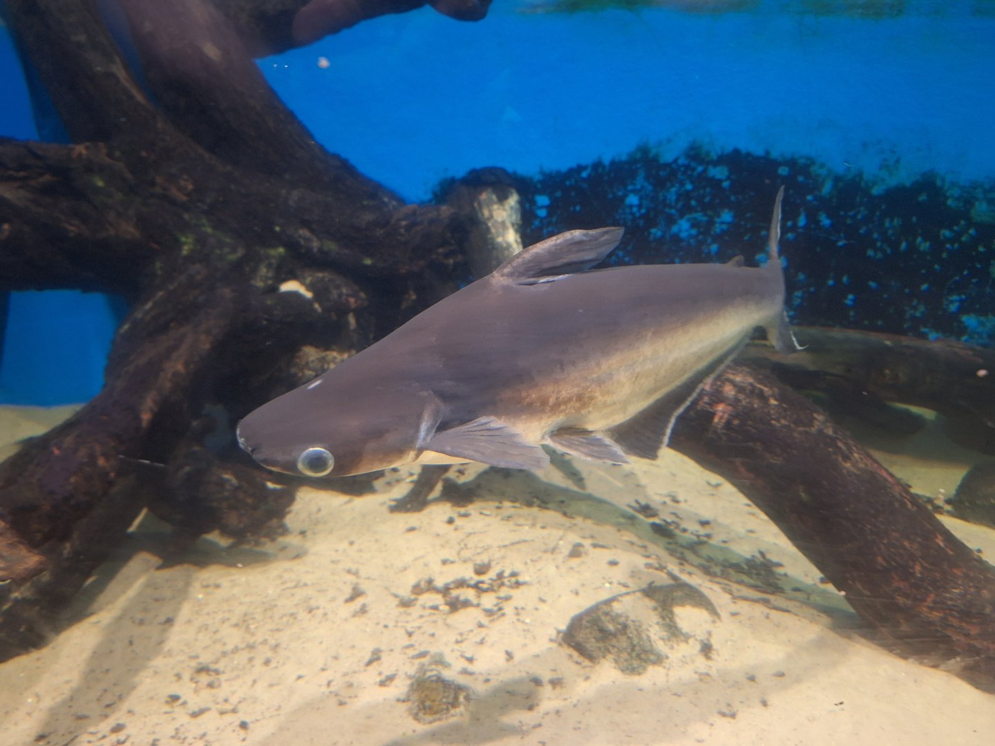 Fish ID - Flamingo Land