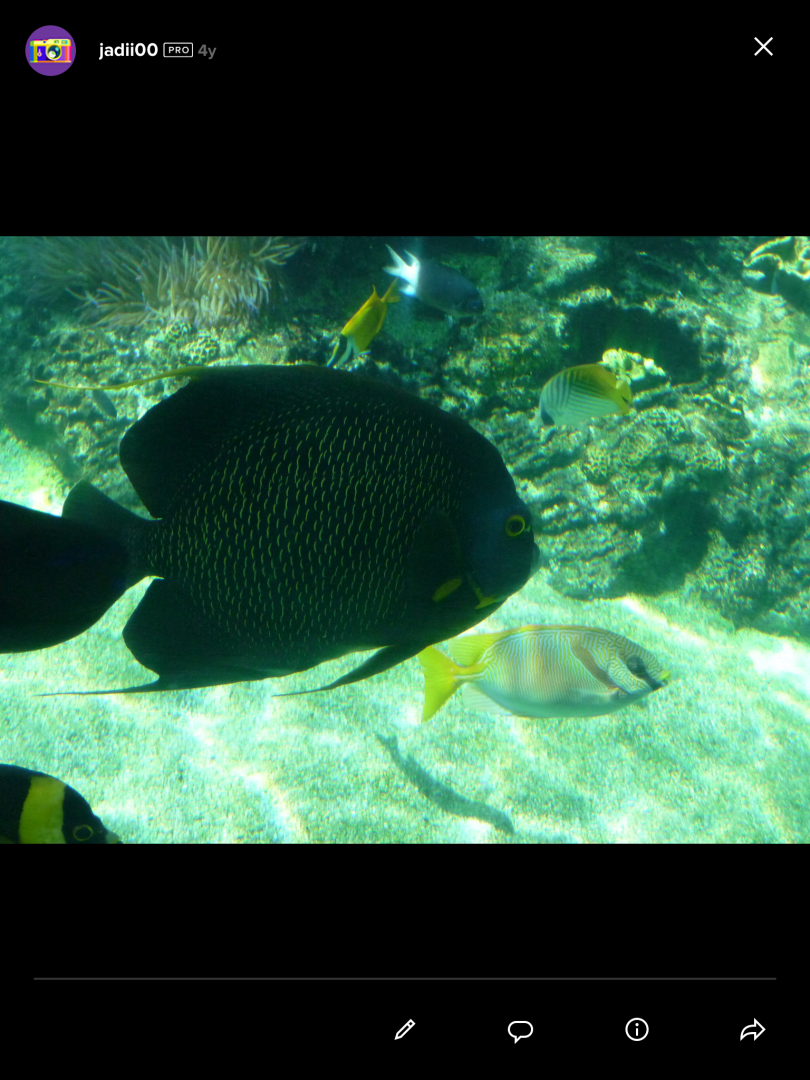 Fish ID for both foreground and background