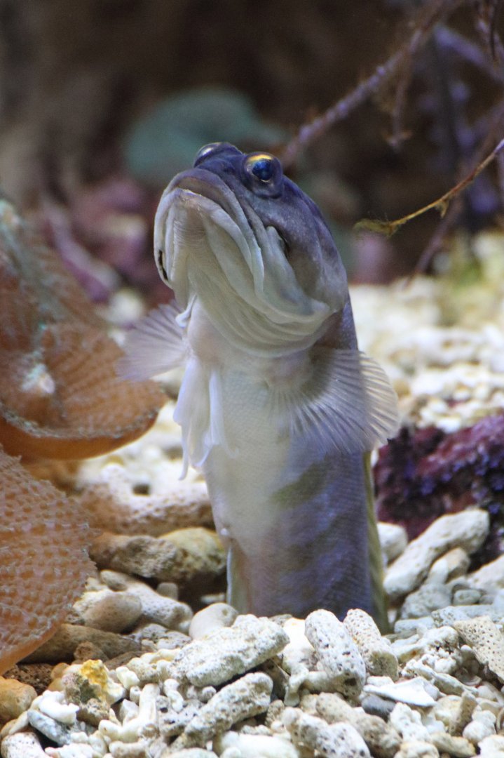 Fish ID - Frankfurt Zoo (Exotarium)