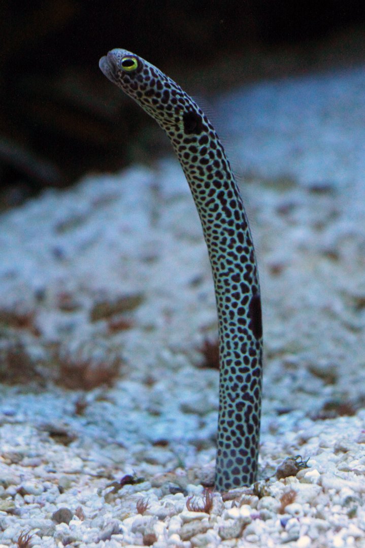 Fish ID - Frankfurt Zoo (Exotarium)