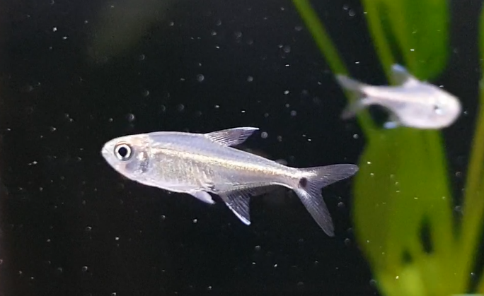 Fish ID ( freshwater - South America )