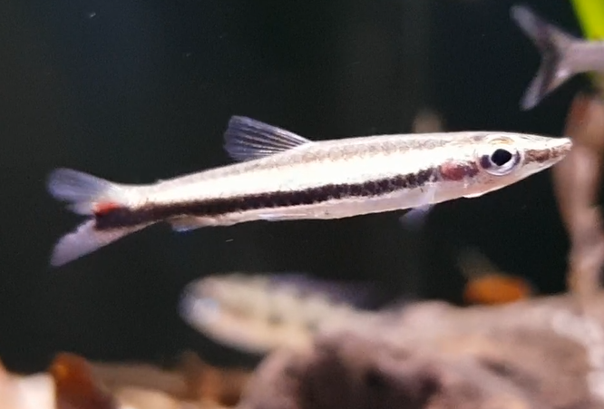 Fish ID ( freshwater - South America )