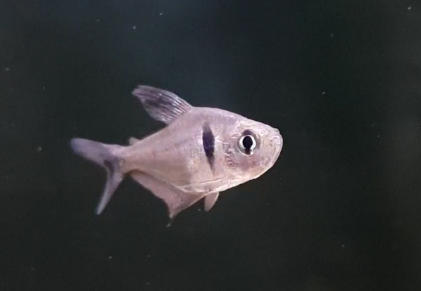 Fish ID ( freshwater - South America )