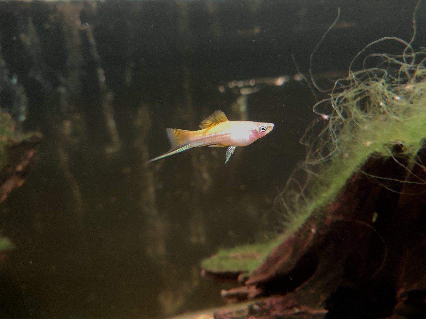 Fish ID (Green swordtail?)