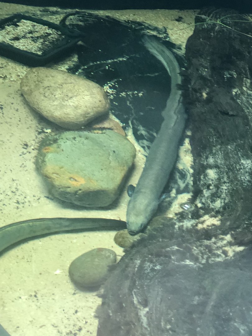 Fish ID - Hamerton zoo