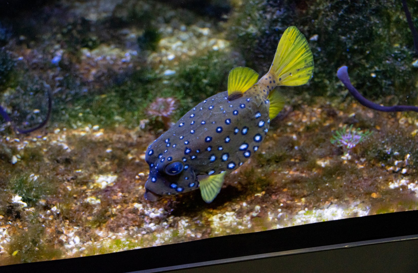 Fish ID - Haus des Meeres