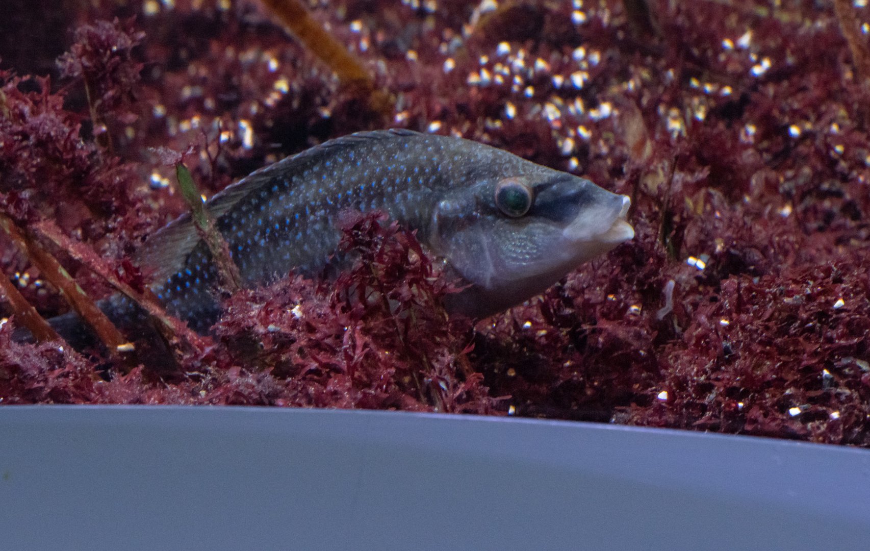 Fish ID - Haus des Meeres