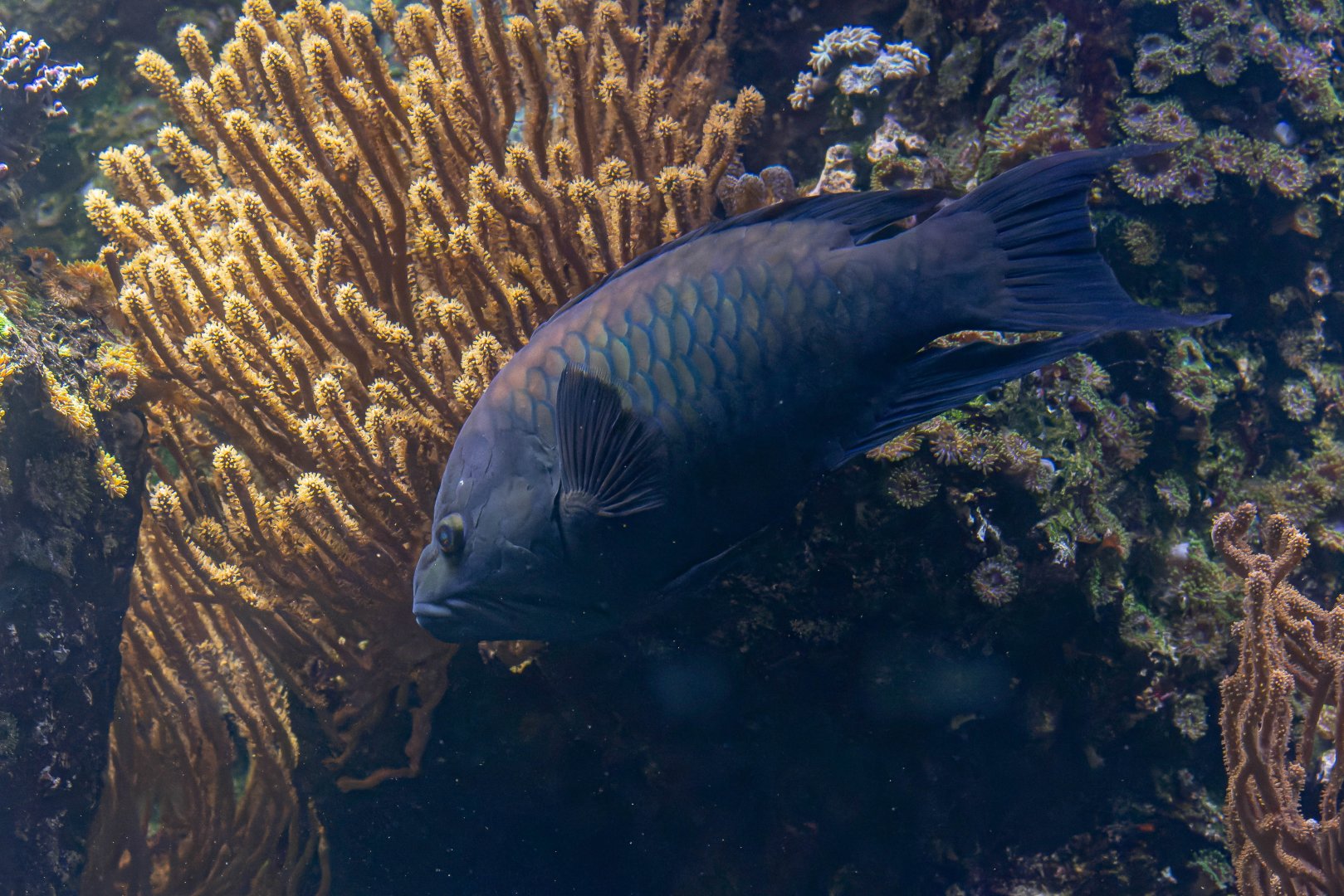 Fish ID - Haus des Meeres