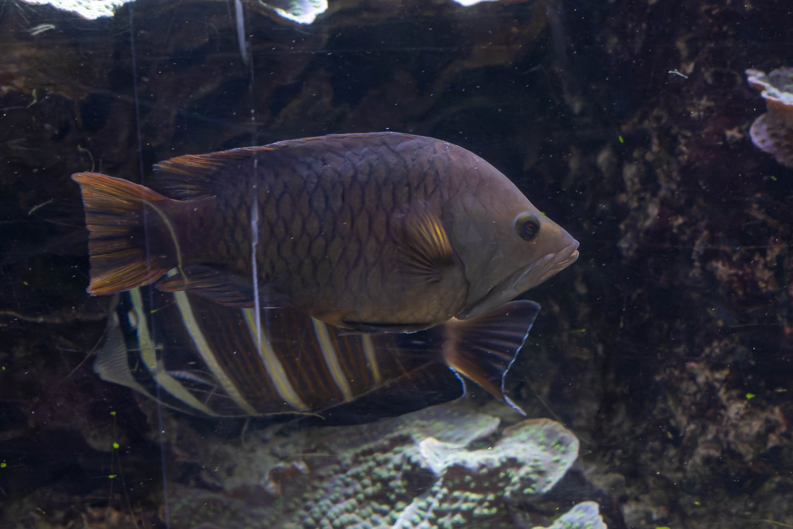 Fish ID - Haus des Meeres