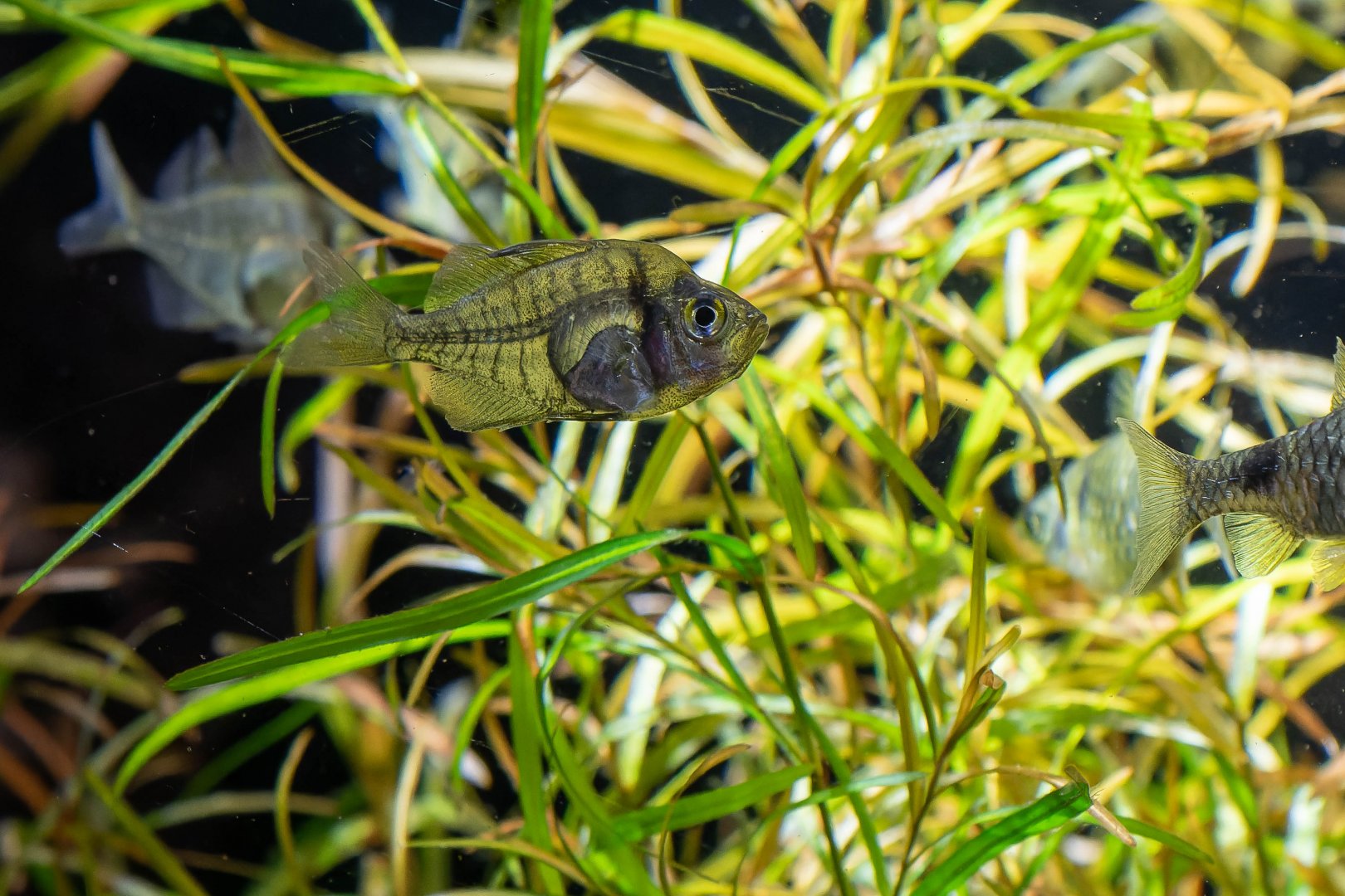 Fish ID - Haus des Meeres