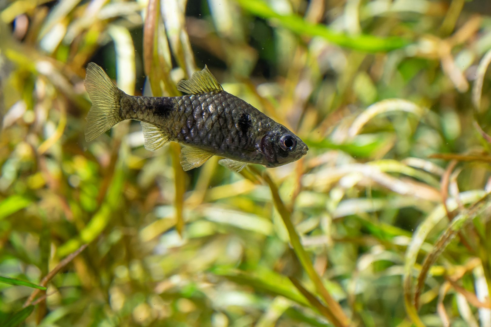 Fish ID - Haus des Meeres