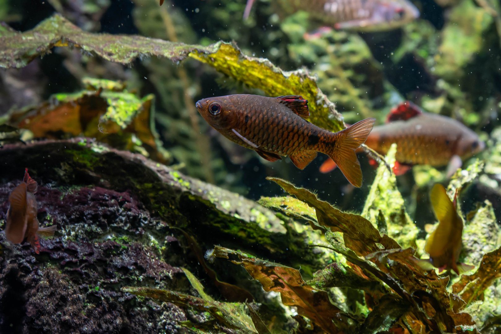 Fish ID - Haus des Meeres