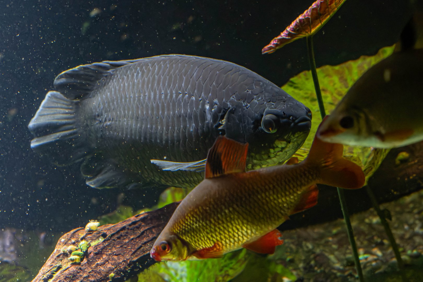 Fish ID - Haus des Meeres