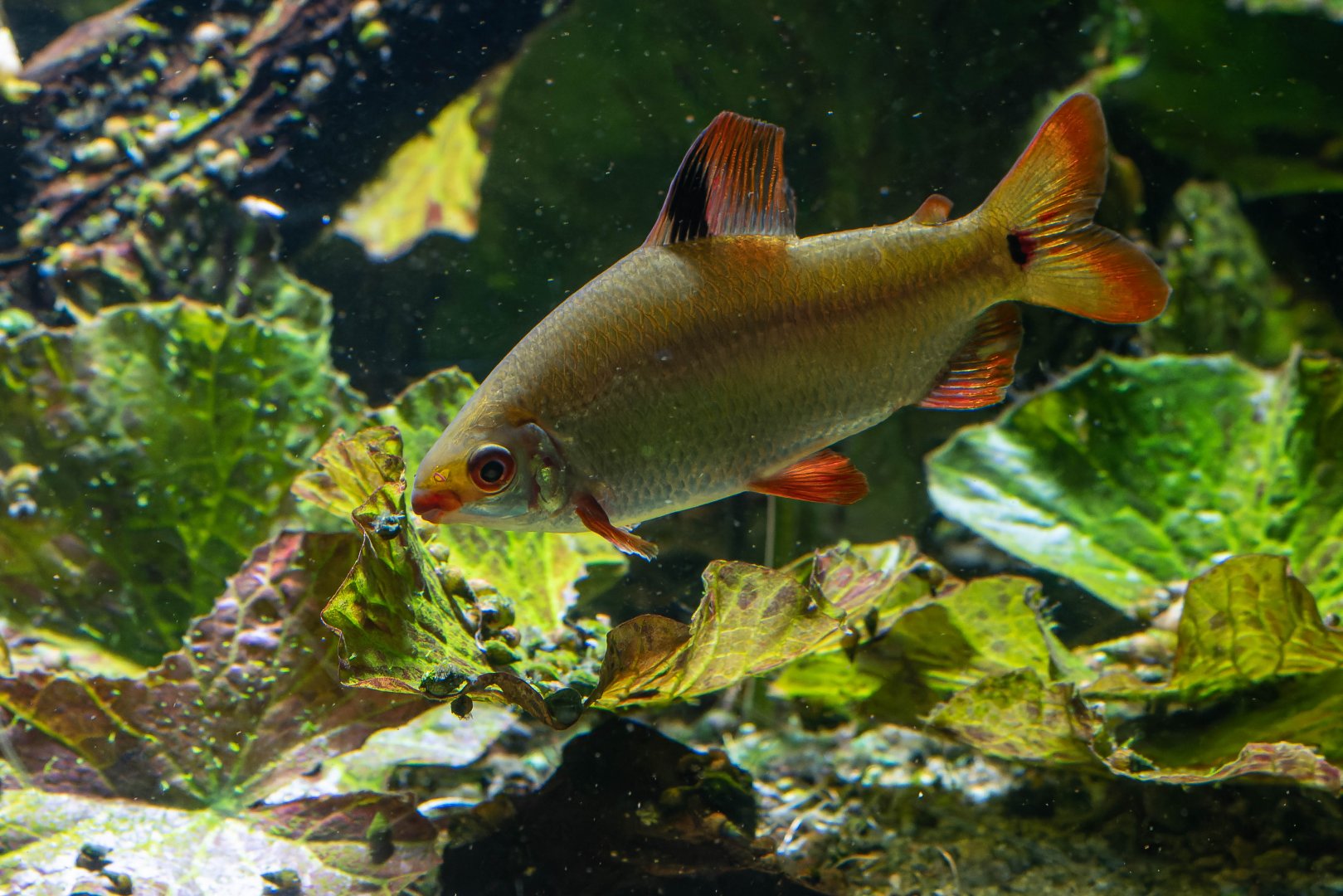Fish ID - Haus des Meeres