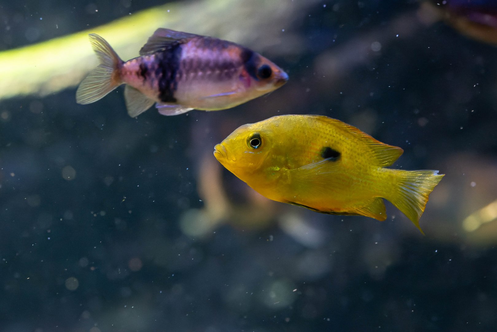 Fish ID - Haus des Meeres