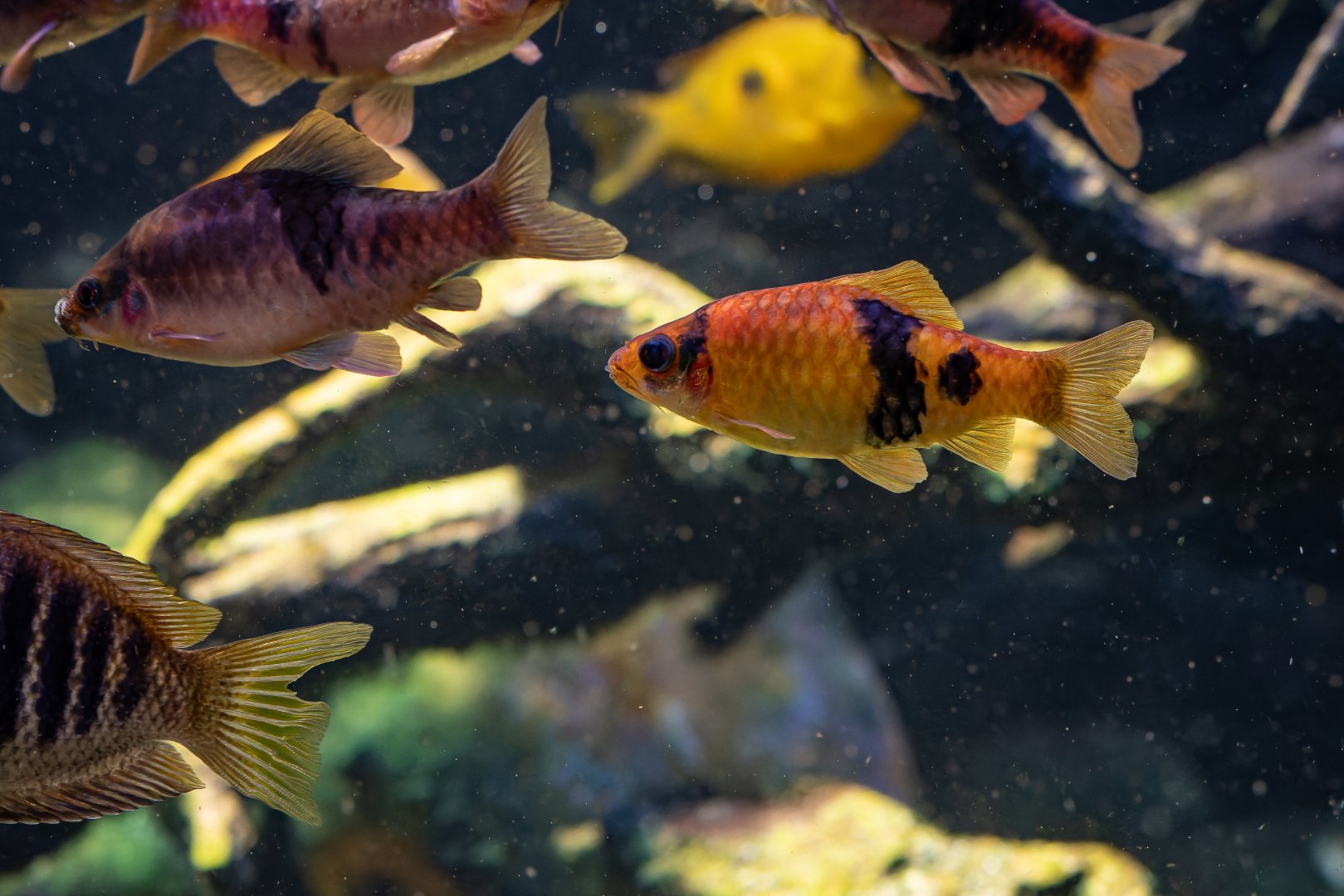 Fish ID - Haus des Meeres