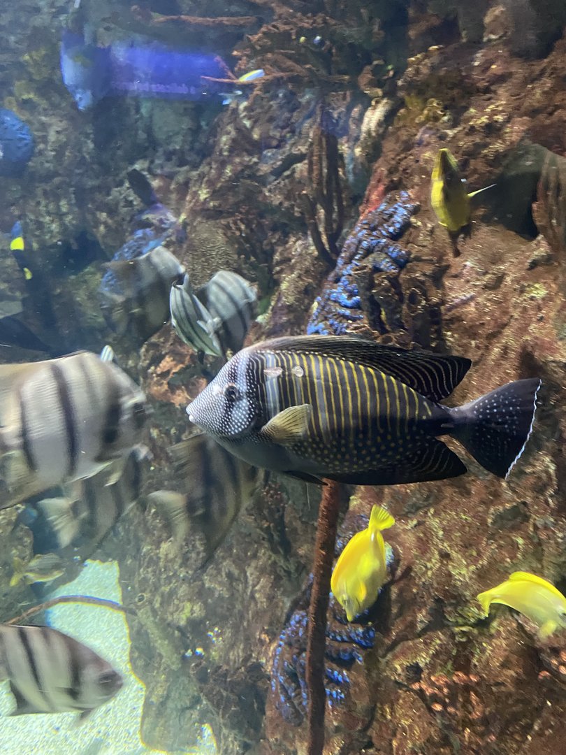 Fish ID - Indianapolis Zoo