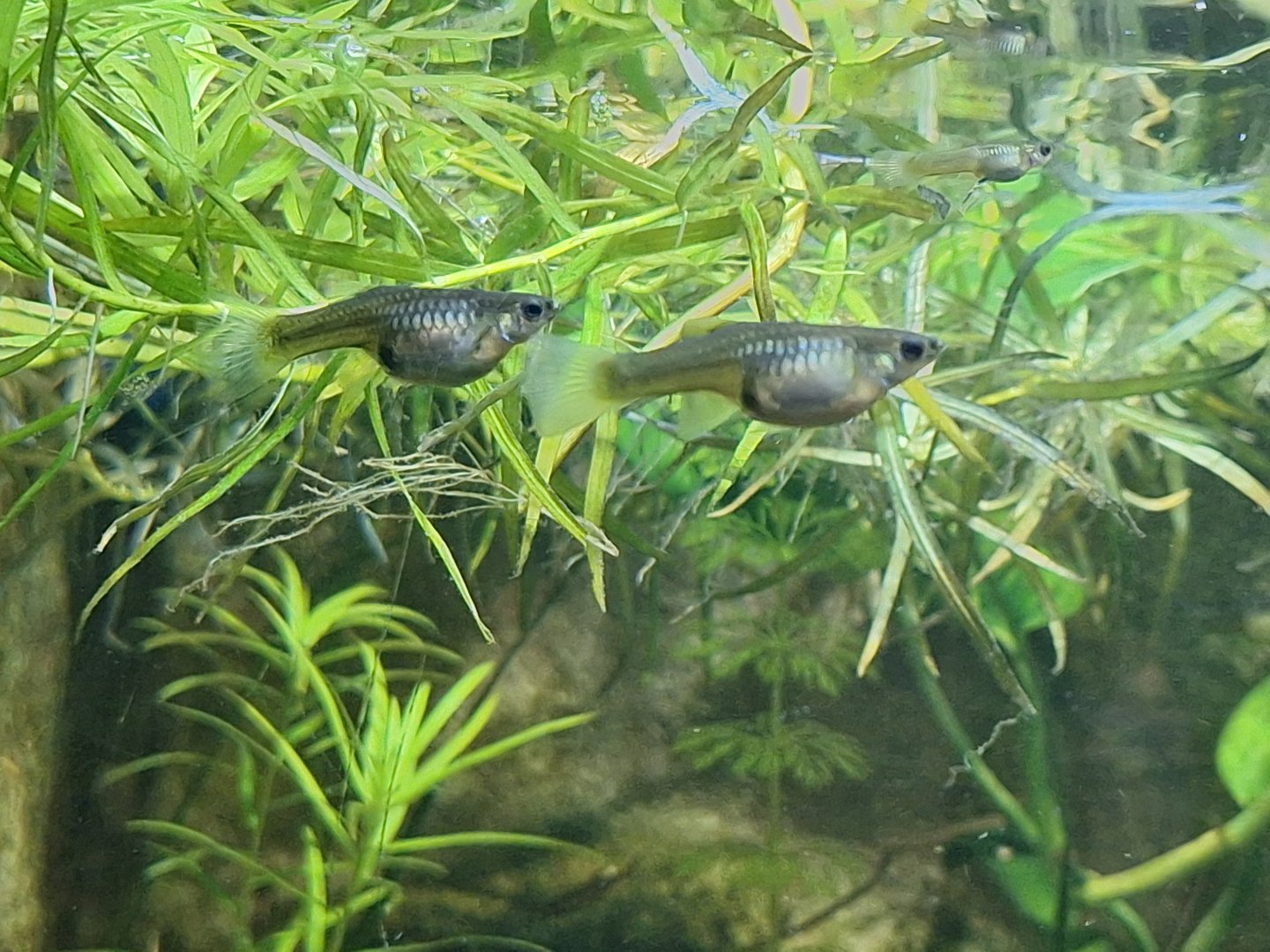 Fish ID - Lakeland Wildlife Oasis