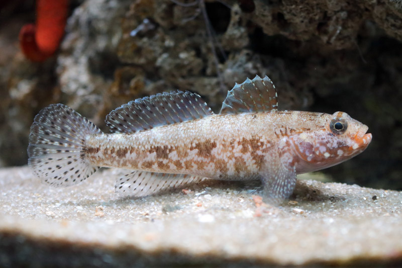 Fish ID - L'Aquàrium Barcelona