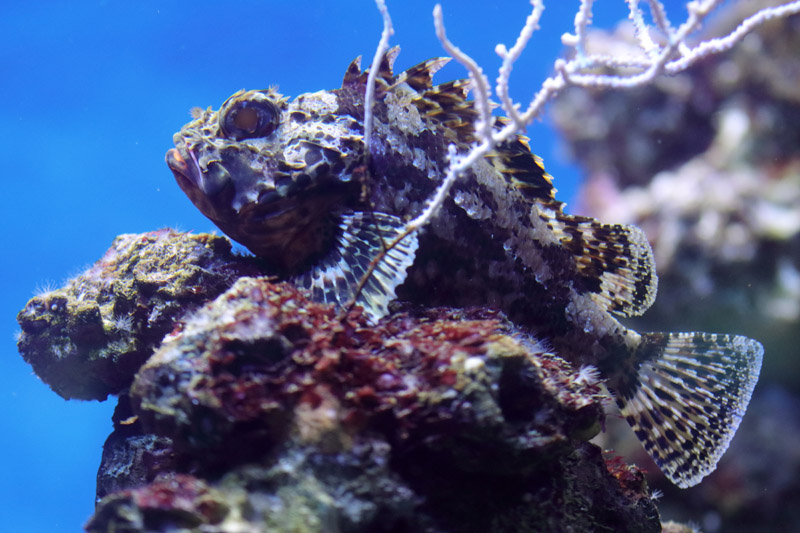 Fish ID - L'Aquàrium Barcelona