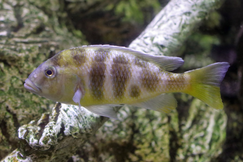 Fish ID - L'Aquàrium Barcelona