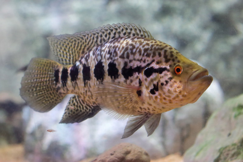 Fish ID - L'Aquàrium Barcelona