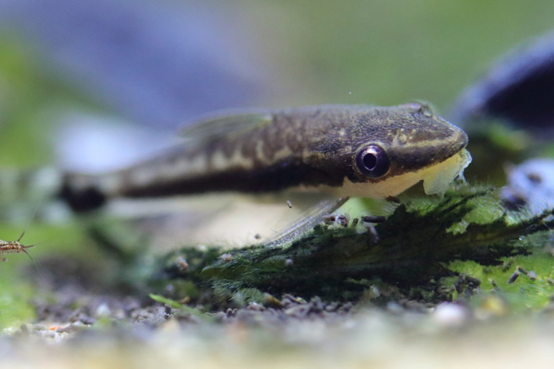 Fish ID - L'Aquàrium Barcelona