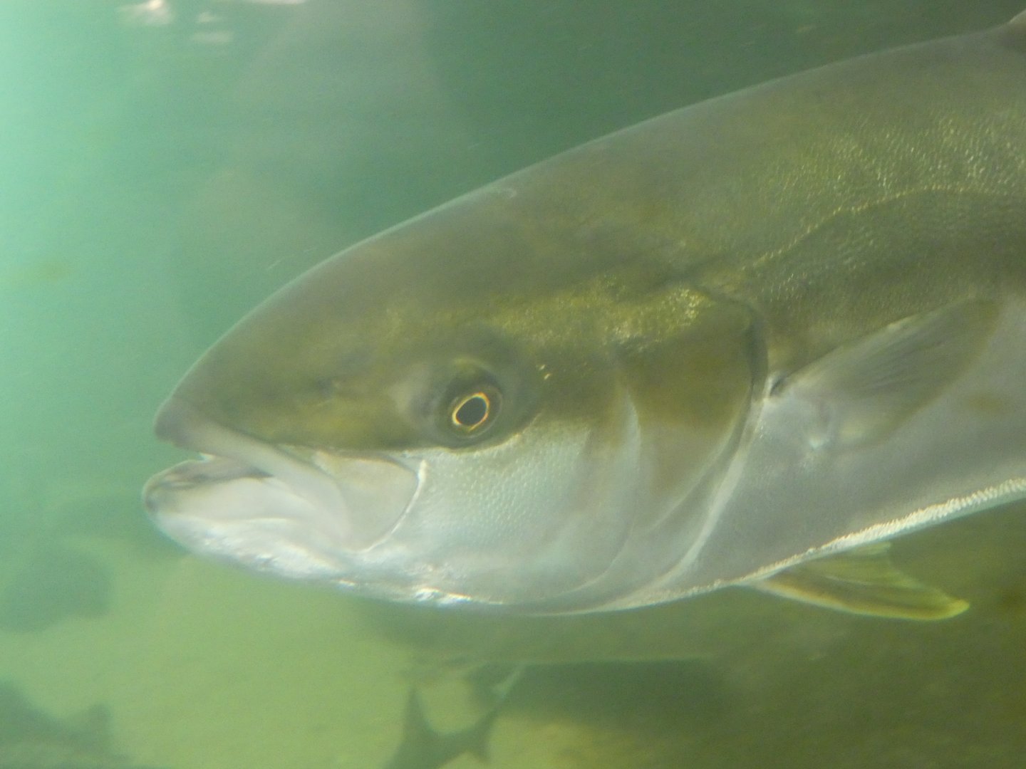 Fish ID? - Living Coast Discovery Center