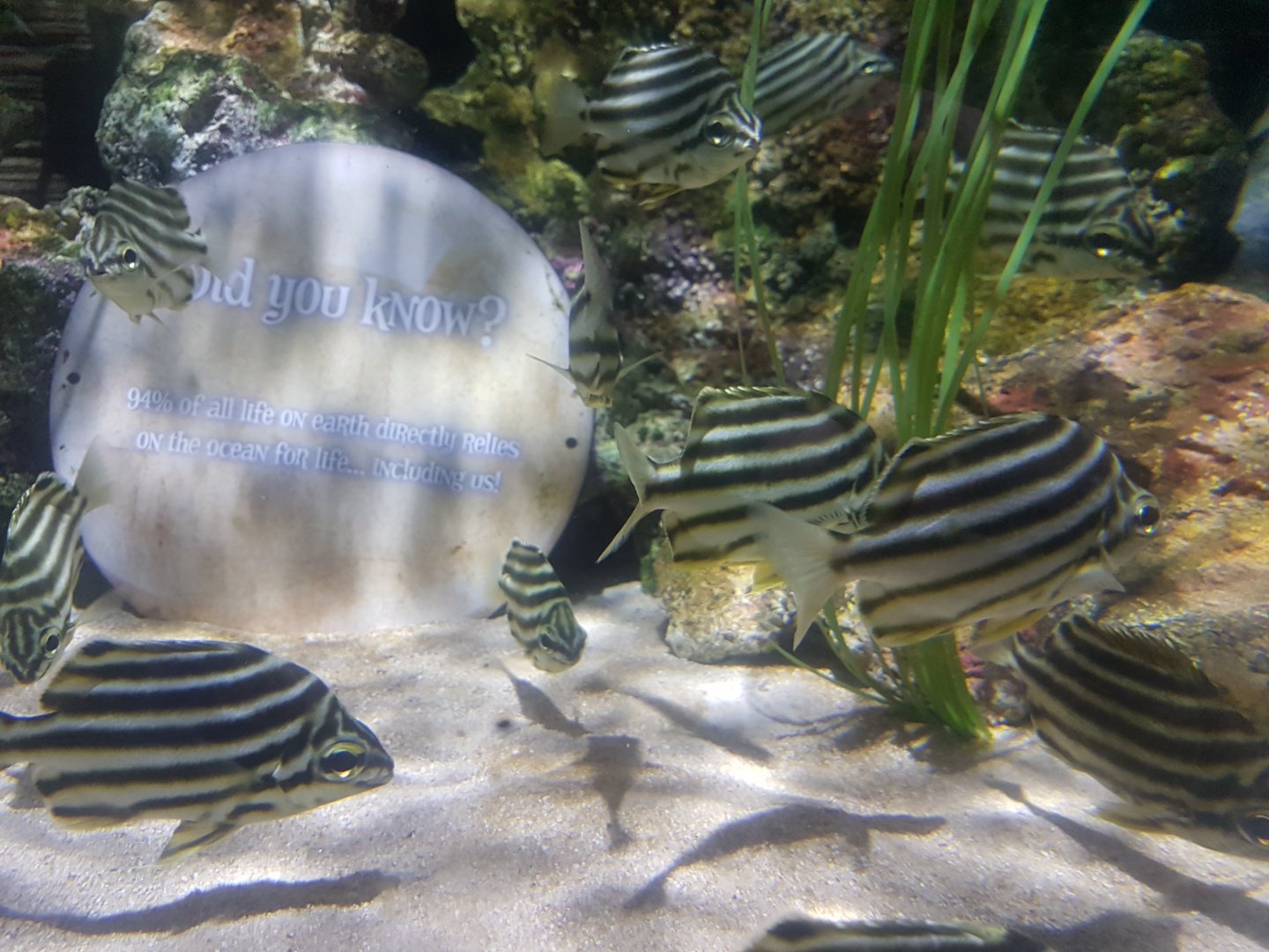 Fish ID (Location: Alton Towers Aquarium; by SeaLife)