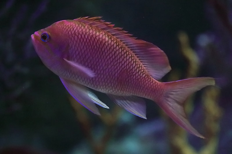 Fish ID - L'Oceanogràfic València