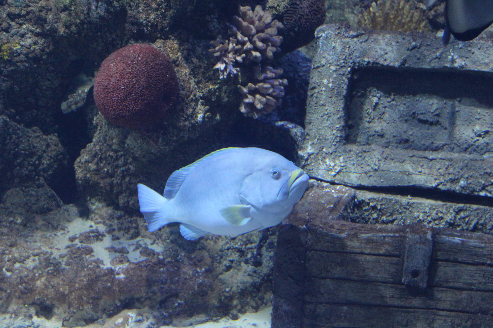 Fish ID? - Malta National Aquarium