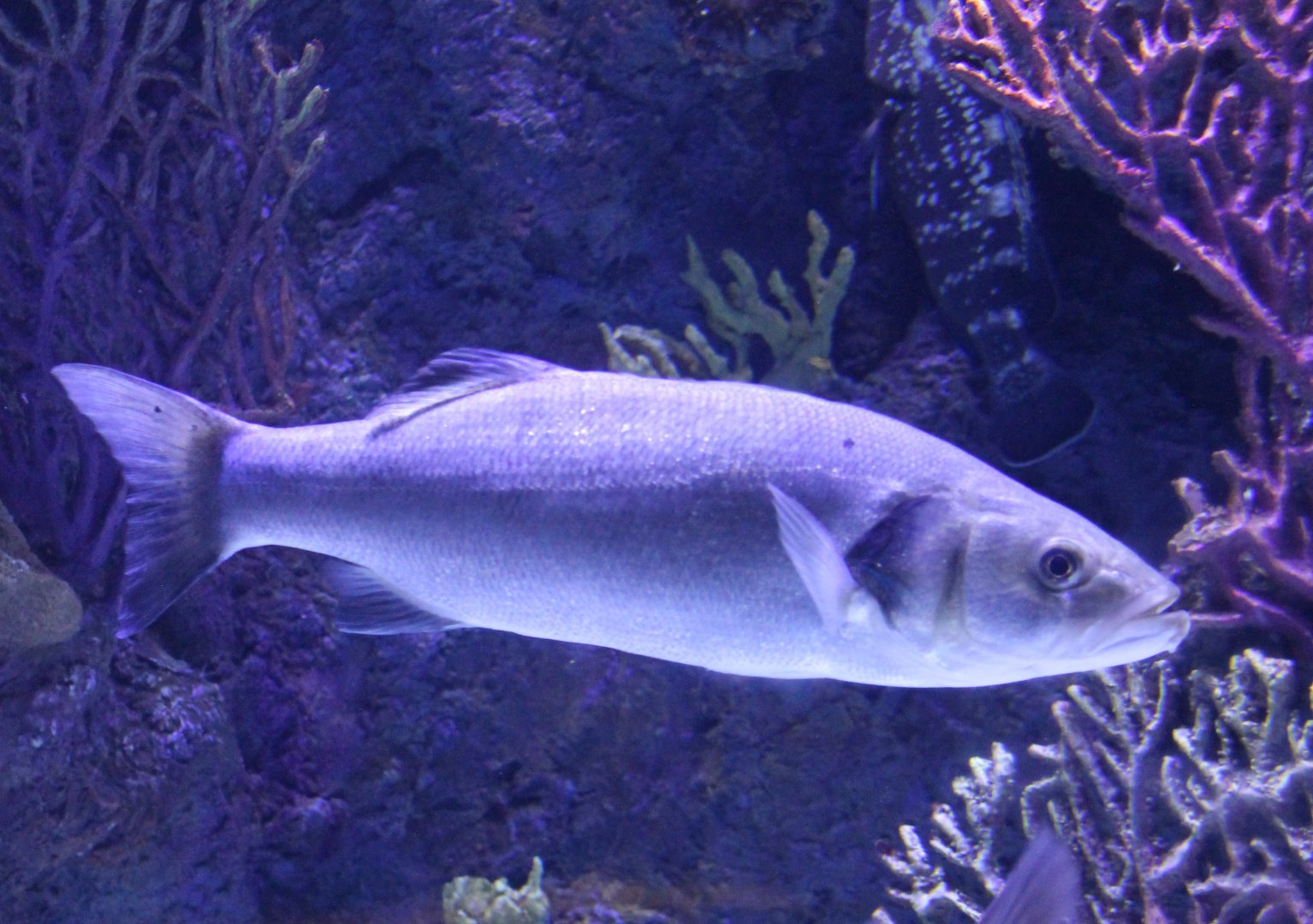 Fish ID  - Medeterranean Sea