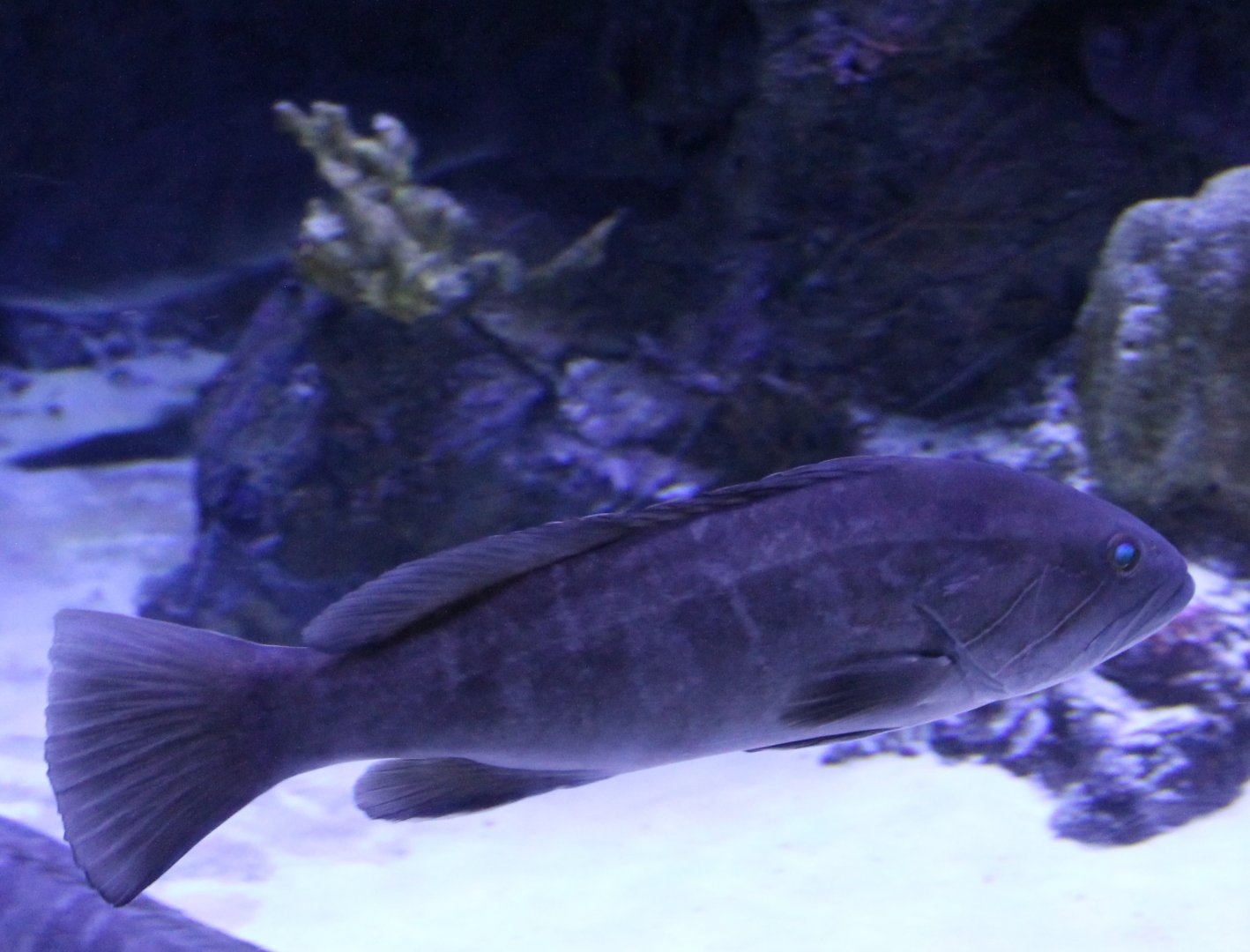 Fish ID - Medeterranean Sea