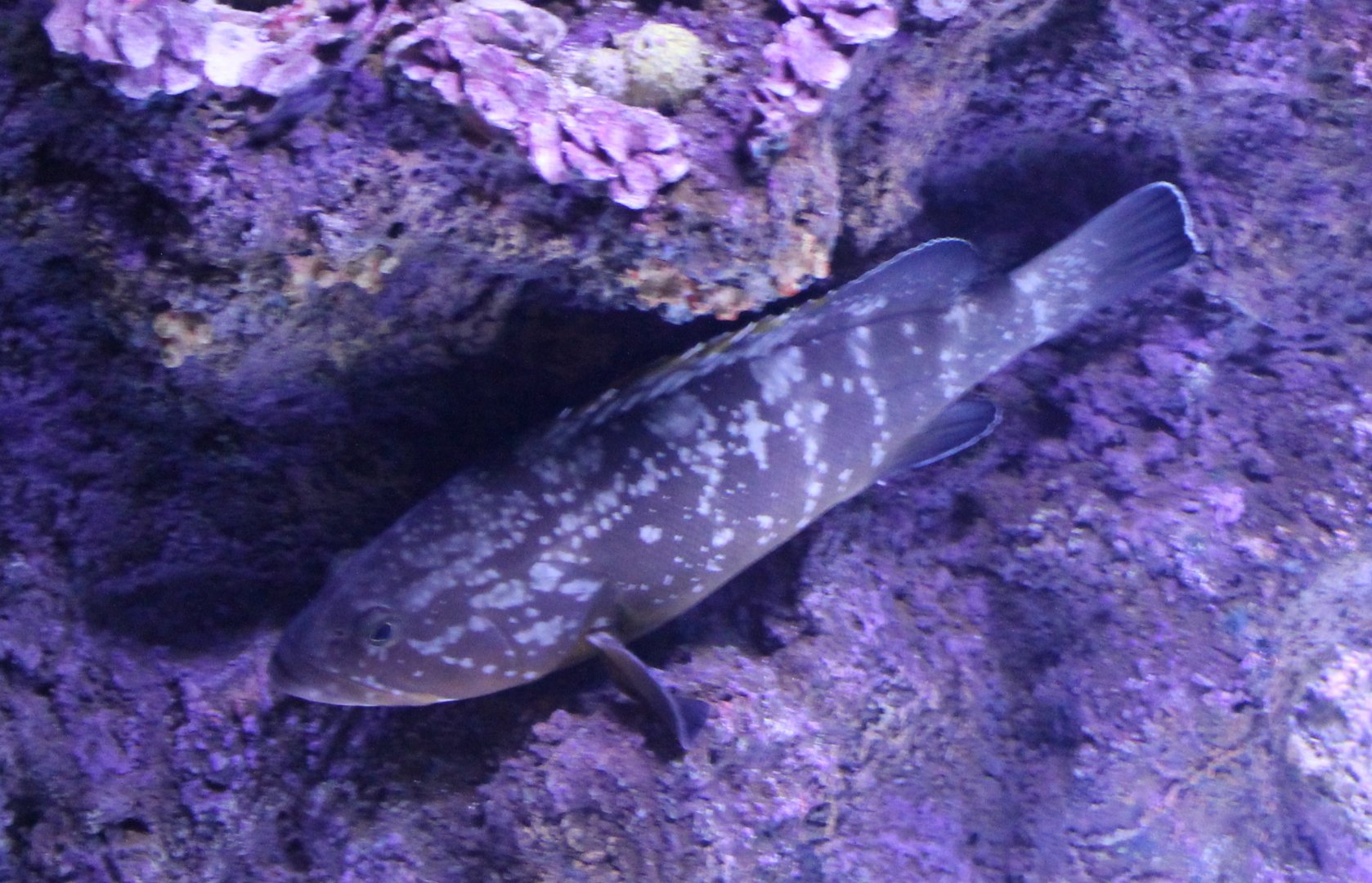 Fish ID - Mediterranean Sea