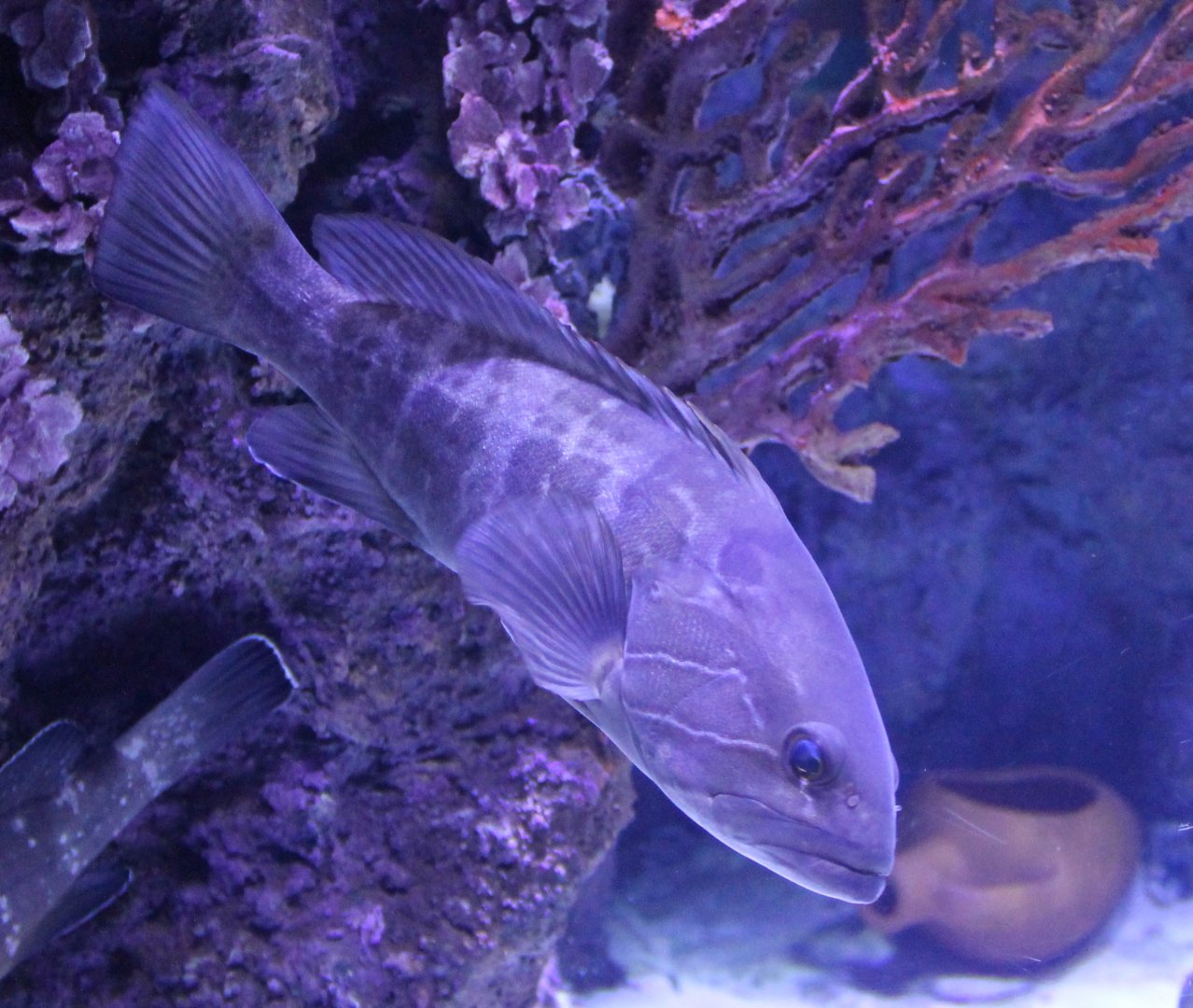 Fish ID - Mediterranean Sea