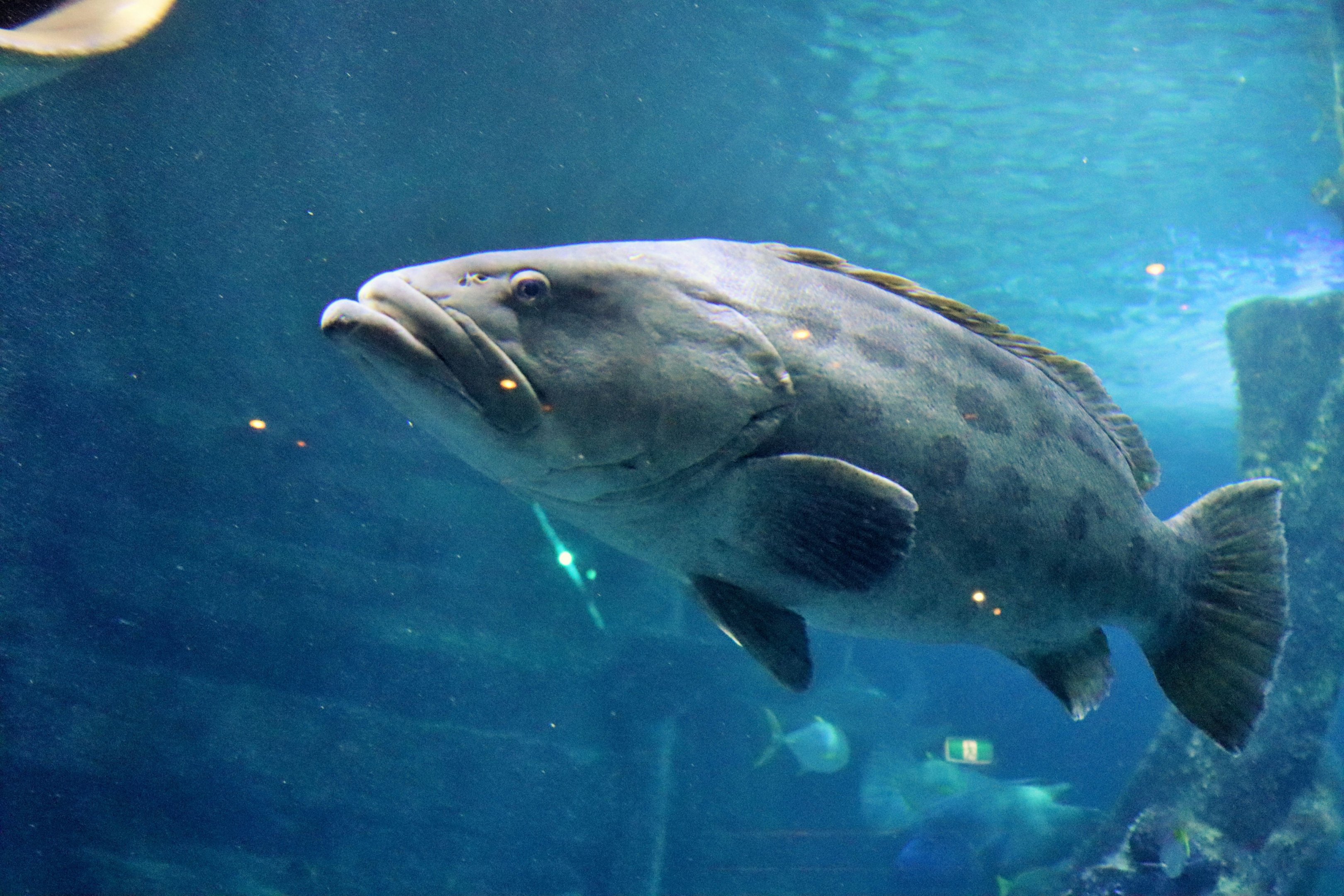 Fish ID? Melbourne Aquarium
