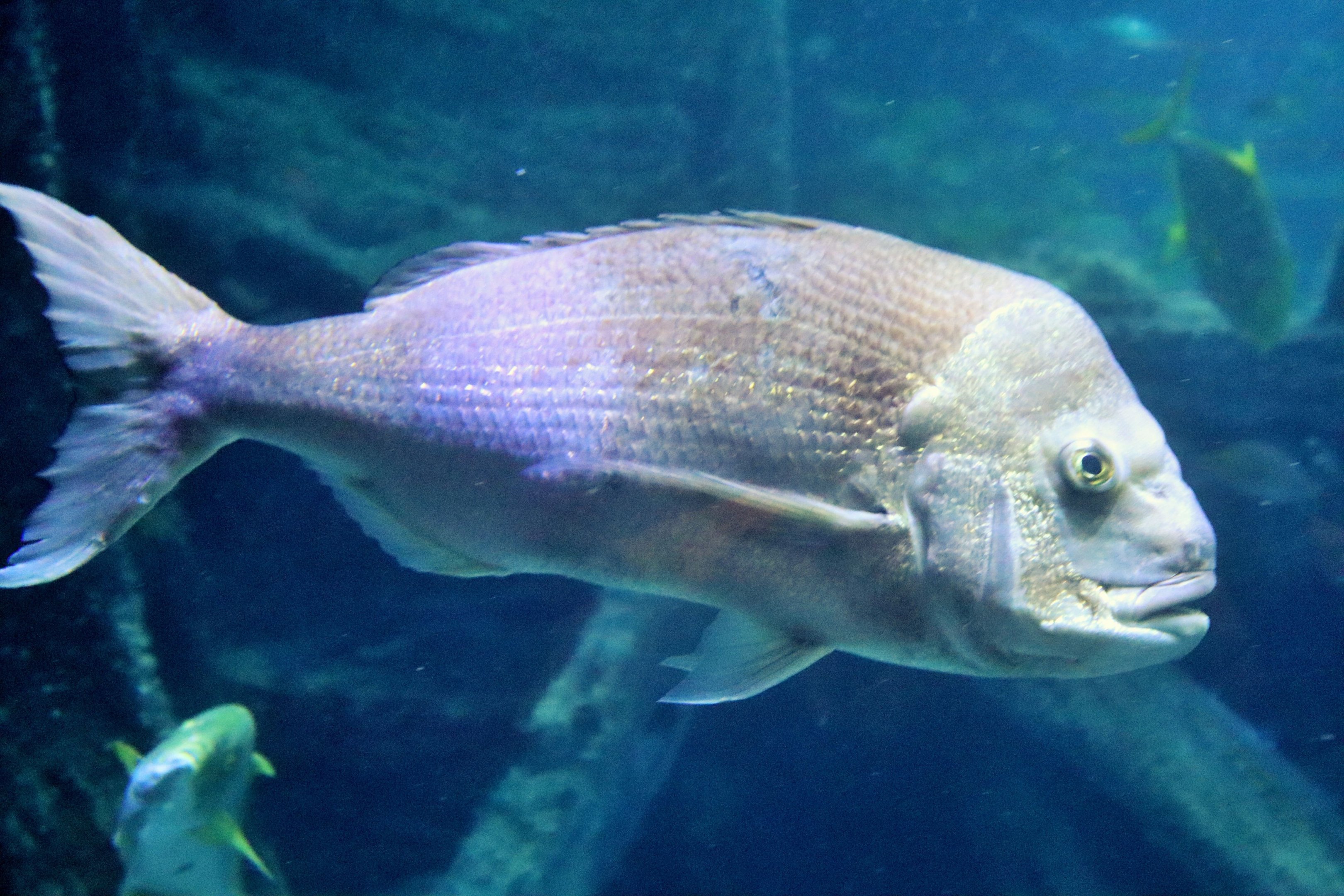 Fish ID? Melbourne Aquarium