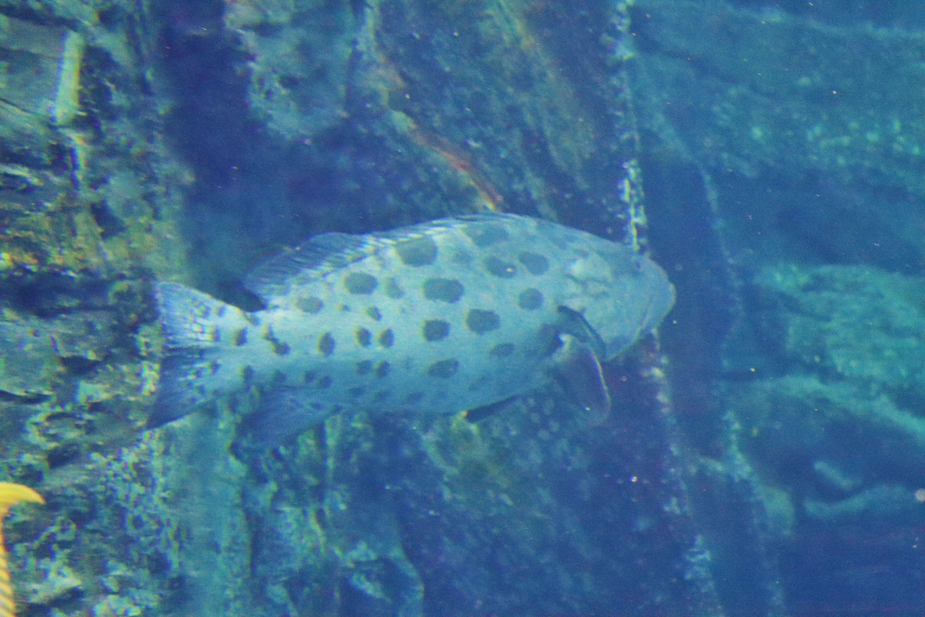 Fish ID? Melbourne Aquarium
