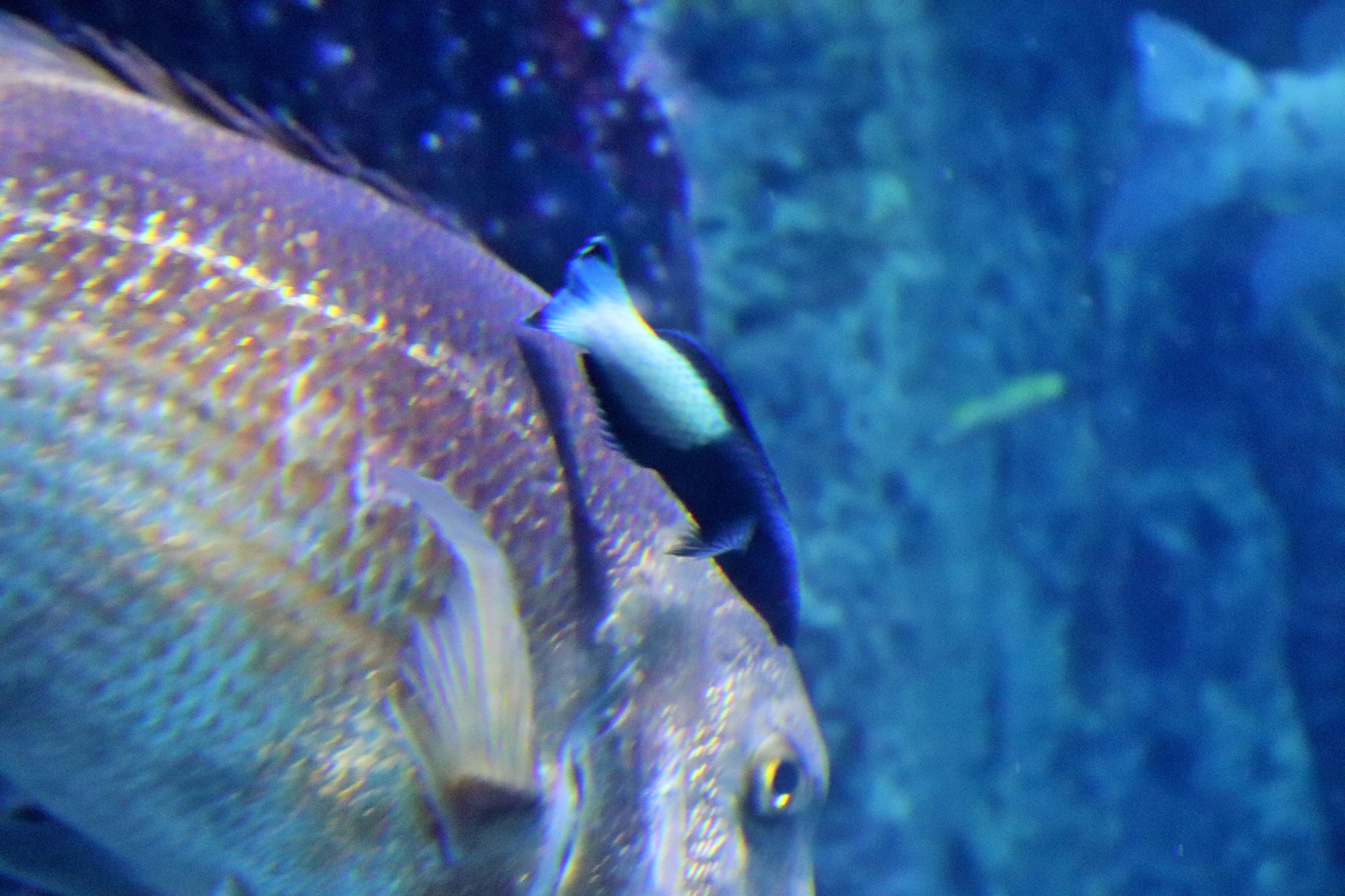 Fish ID? Melbourne Aquarium