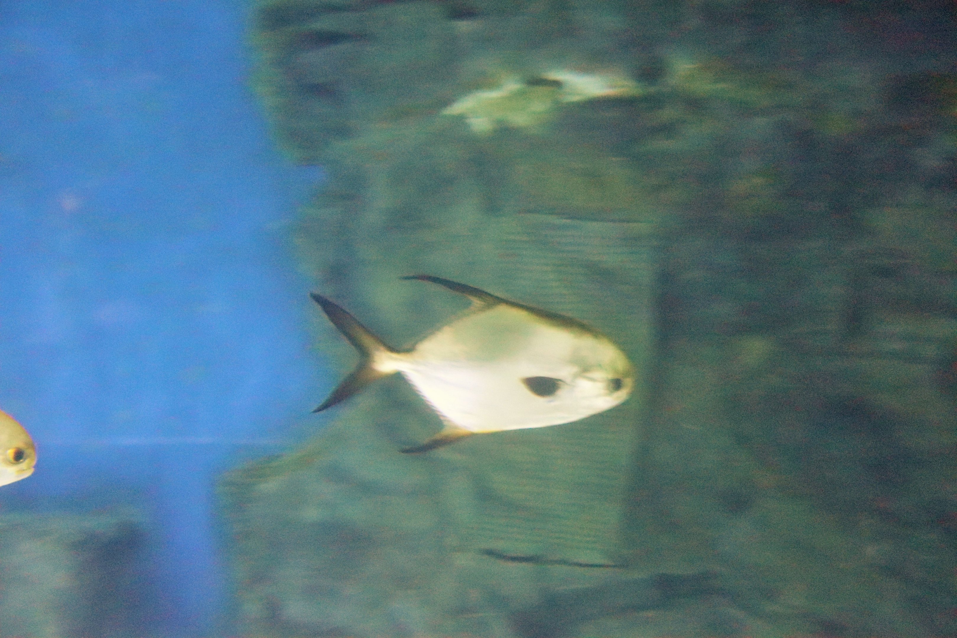 Fish ID? Melbourne Aquarium