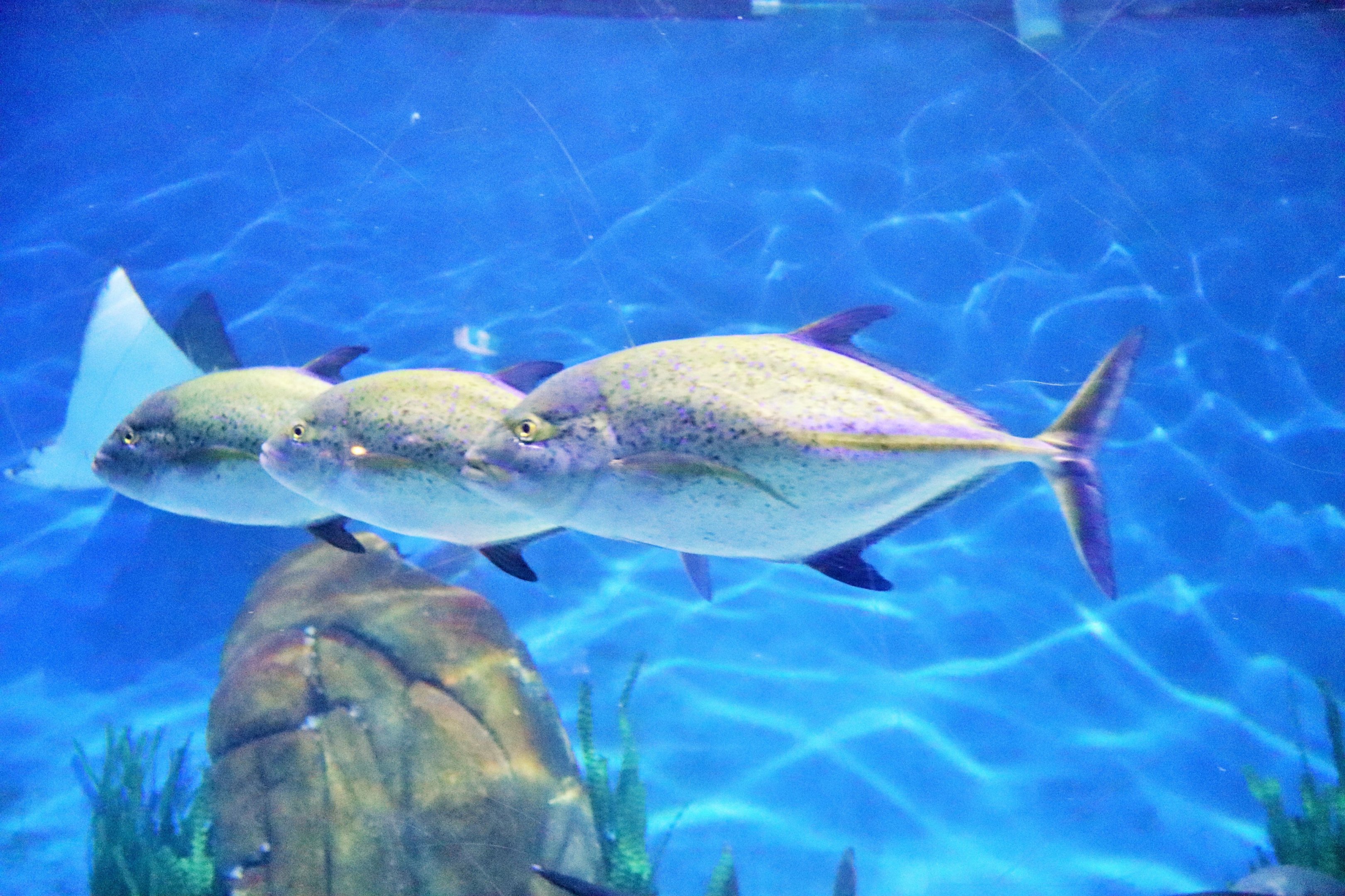 Fish ID? Melbourne Aquarium