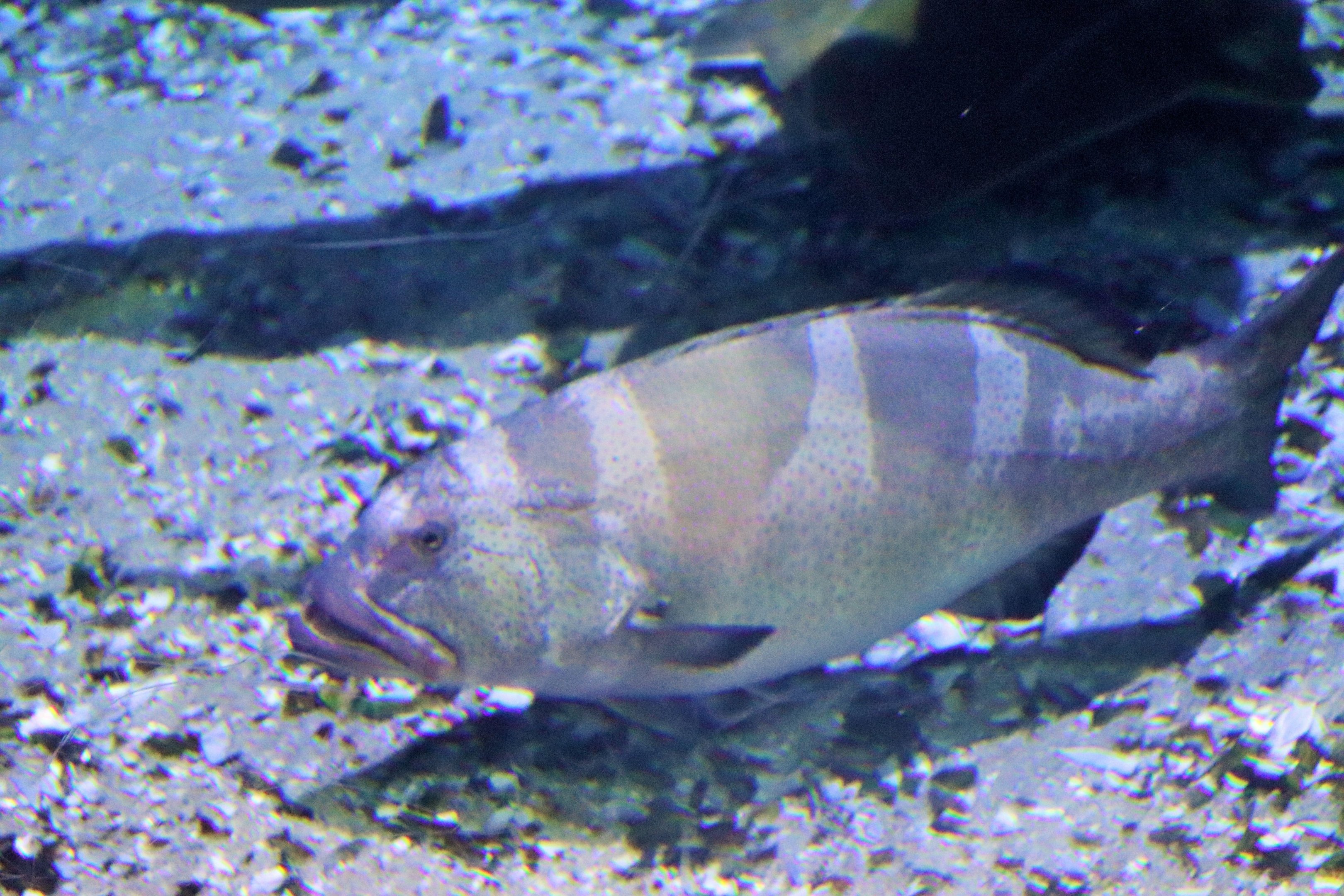 Fish ID? Melbourne Aquarium