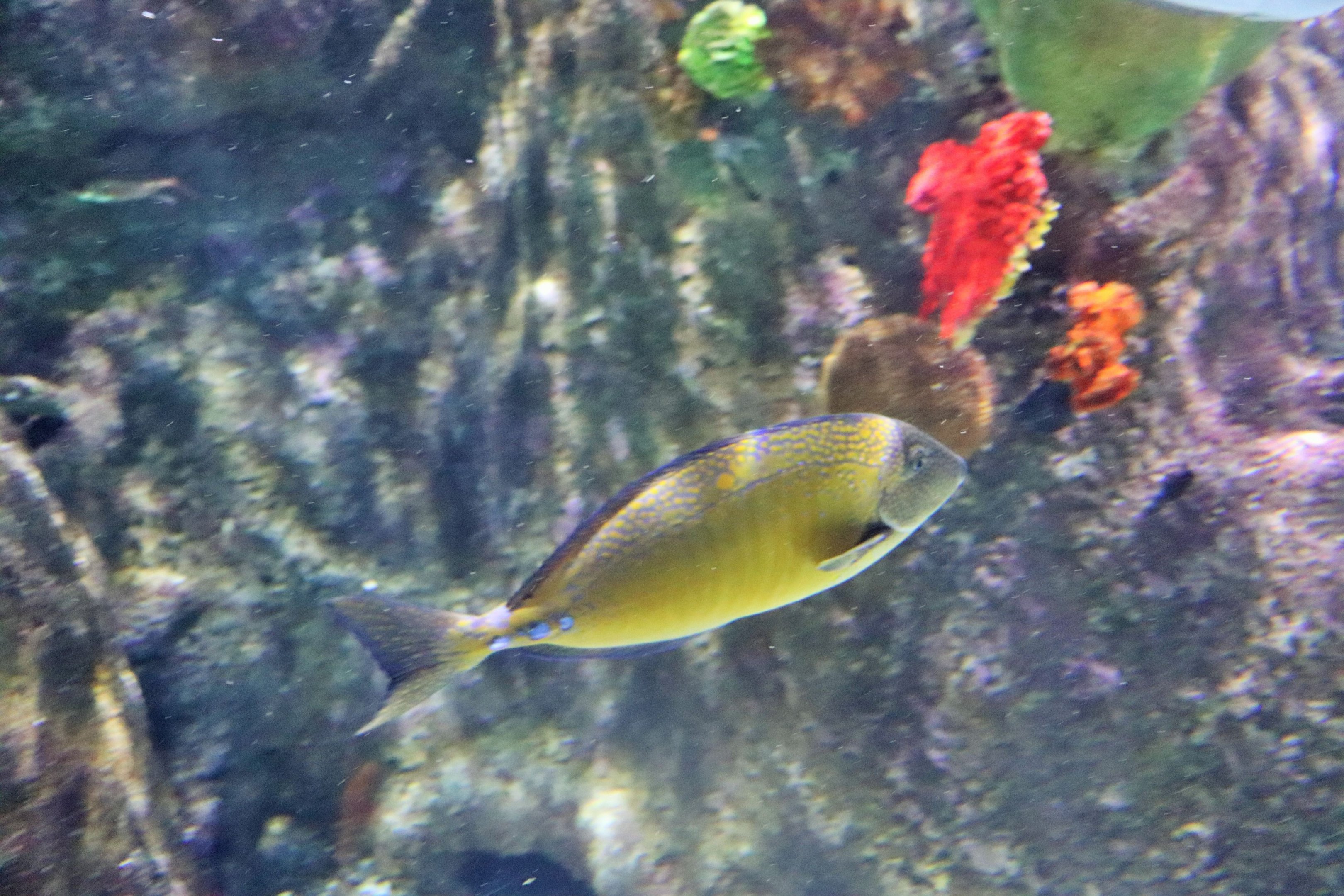 Fish ID? Melbourne Aquarium
