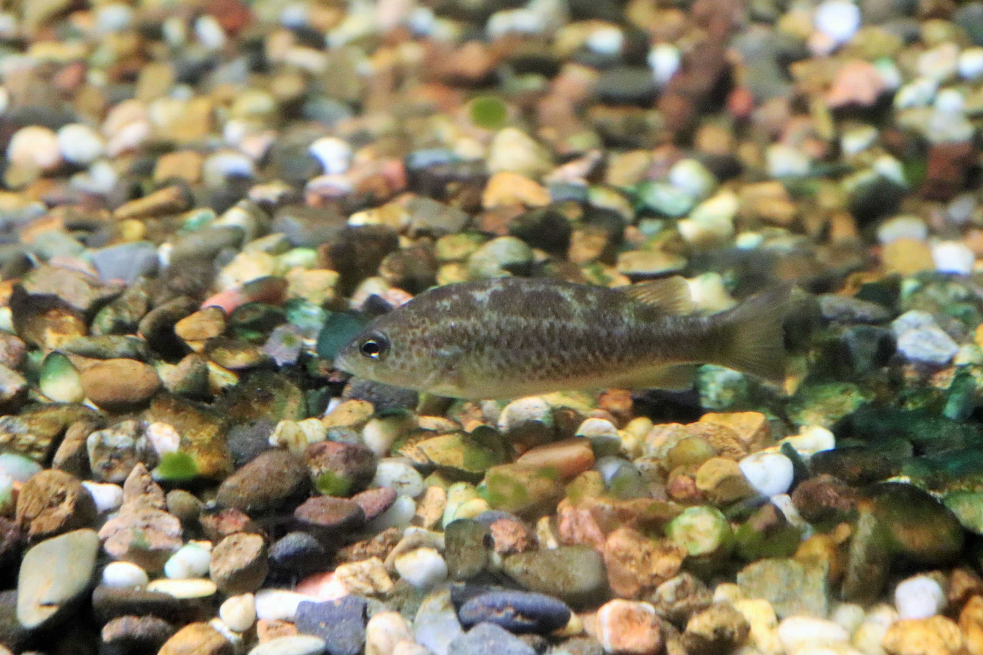 Fish ID? Melbourne Aquarium