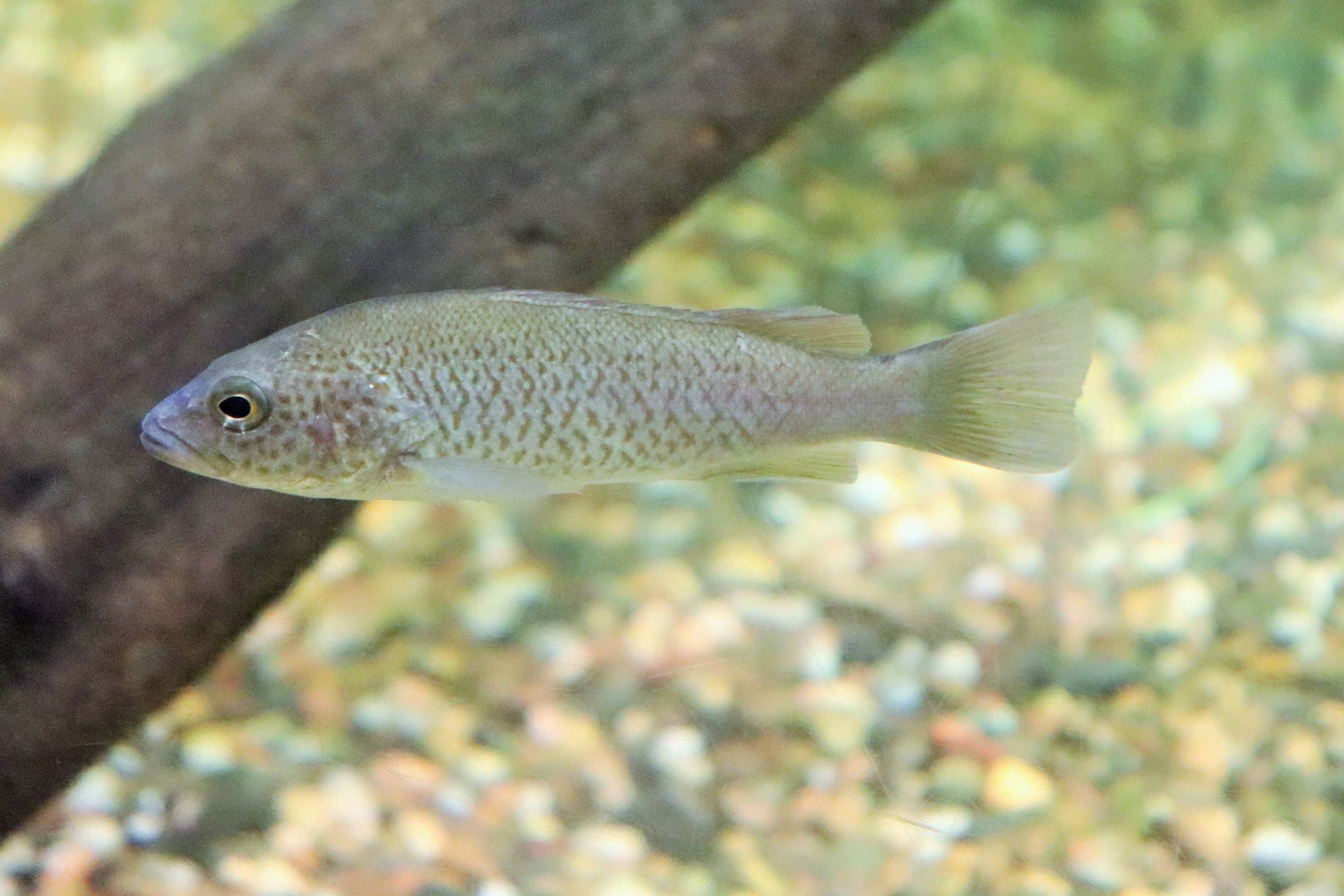 Fish ID? Melbourne Aquarium