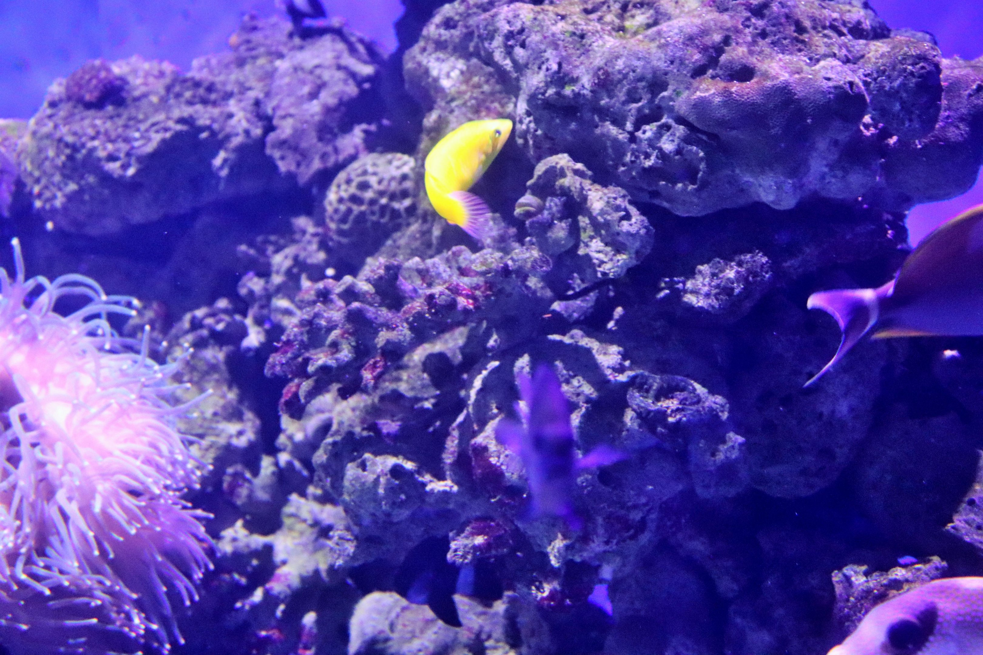 Fish ID? Melbourne Aquarium